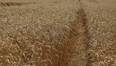 SAD spreman formalno odobriti prijevoz i osiguranje izvoza ruskih žitarica i gnojiva