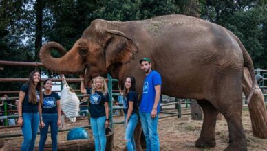 Titova slonica Lanka na Velikom Brijunu slavi svoj 50. rođendan
