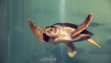 ’Ozlijeđene kornjače mažemo medom da se brže oporave’