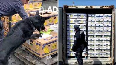 U Italiji pronašli kokain vrijedan 800 mil. eura među bananama: 'Dio je namijenjen Hrvatskoj'