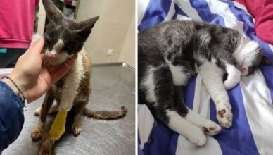 FOTO Mačak Felix bio je prije pola godine na rubu smrti, a pogledajte kako sad izgleda!