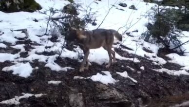 VIDEO Kamera u NP Plitvička jezera zabilježile je prekrasne prizore vukova u snježnoj idili
