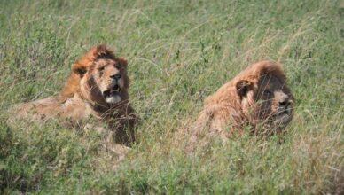 Serengeti National Park in Tanzania - Lions