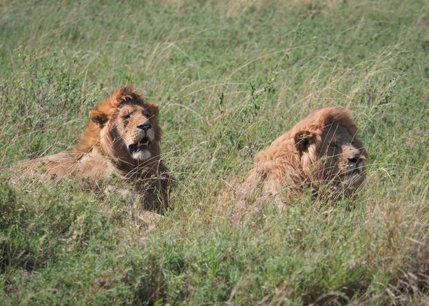 Serengeti National Park in Tanzania - Lions