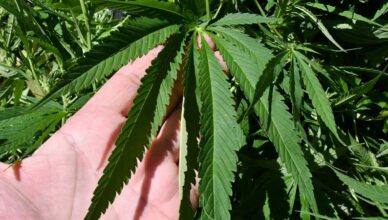 Slovenija pred legalizacijom marihuane? Sedam grama 'u džepu' i četiri biljke po osobi