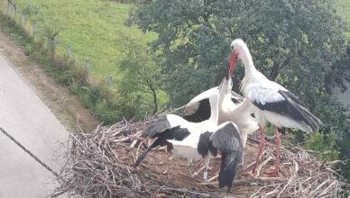 VIDEO Milka, Đuro i Ori u 'Big Brother' Zdenčina: 'Gledamo rode kako rastu, igraju se i uče'
