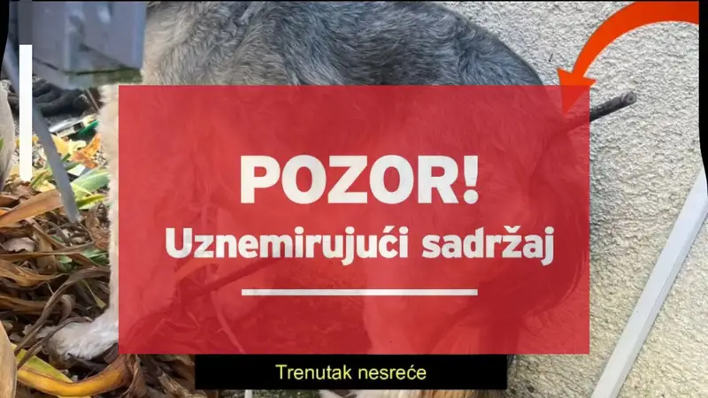 FOTO Pas Charlie u igri se nabio na željeznu armaturu. Spasili ga veterinari u Puli: 'Božićno čudo'
