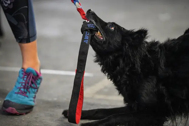 Zagreb: Na Velesajmu održana međunarodna izložba pasa CACIB Zagreb