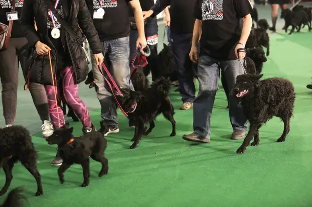 Zagreb: Proglašenje pobjednika Svjetskog prvenstva hrvatskih ov?ara