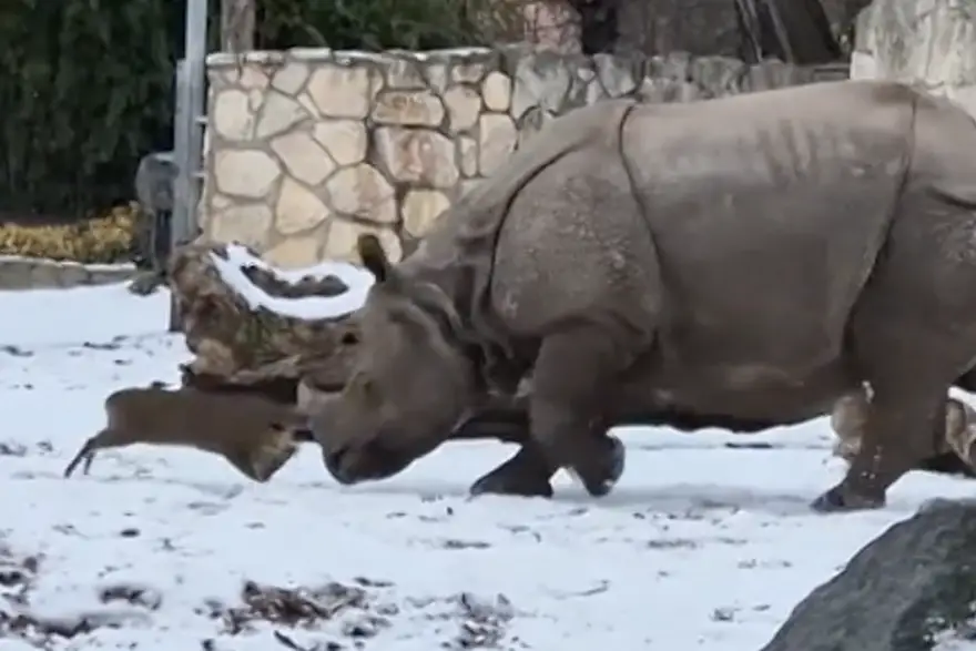 Sitni jelen muntžak otjerao je ogromnog indijskog nosoroga u snježnom zoološkom vrtu u Wroclawu